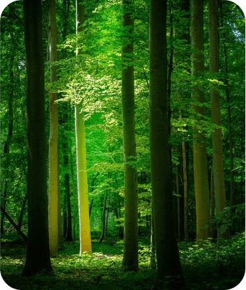 save-the-trees-image-web Direct mail advertising | Zipinmail